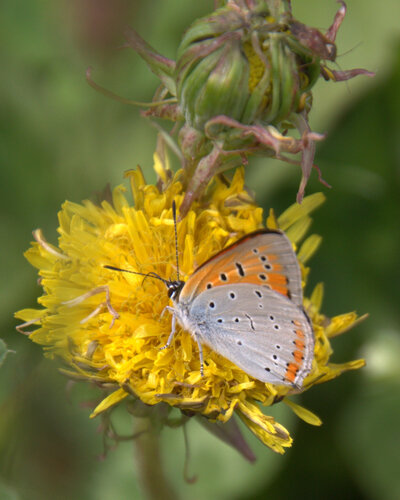 Large Copper