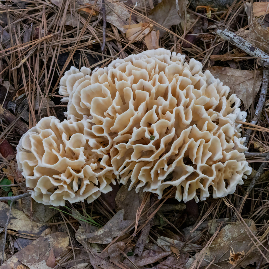Eastern cauliflower mushroom · August 2026 · photo: Photo: (c) Dan Vickers, some rights reserved (CC BY) · iNaturalist