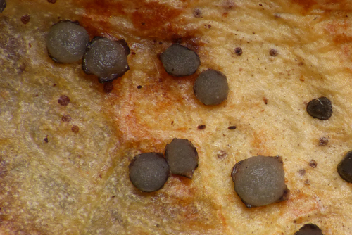 Coccomyces