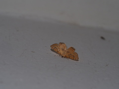 Cataclysta angulata