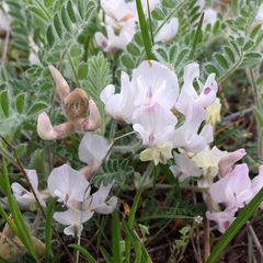 Astragalus parryi