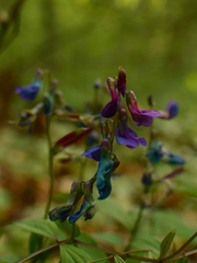 Lathyrus vernus