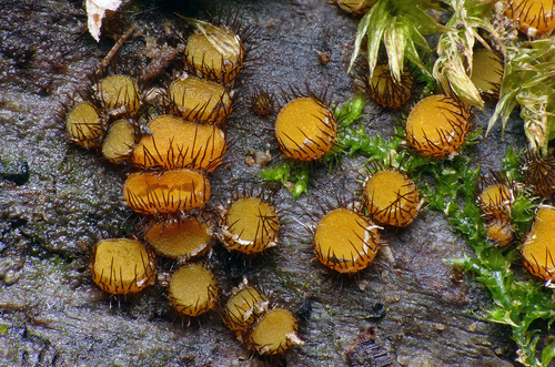 Scutellinia