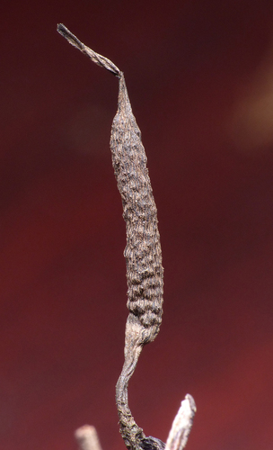 Xylaria liquidambaris