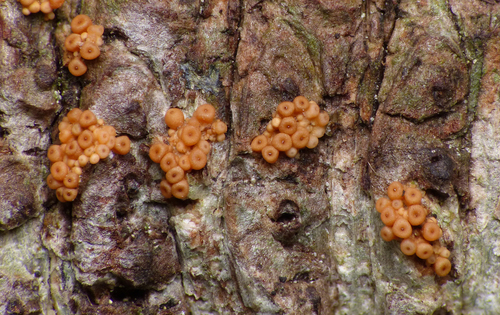 Clonostachys compactiuscula