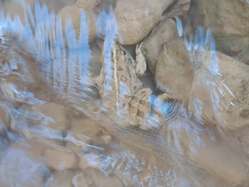 Sahara Frog