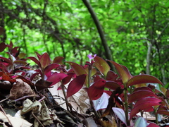 Tradescantia zebrina zebrina