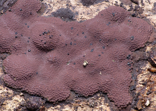 Hypoxylon bimaculatum