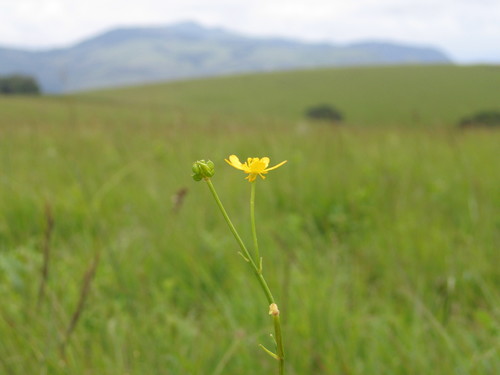 Afroalpine Buttercup (Ranunculus raeae)