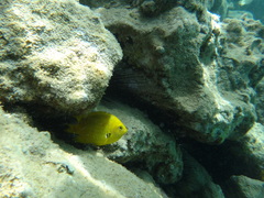 Pomacentrus sulfureus