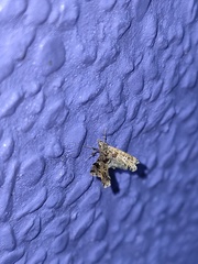 Nosphistica bisinuata