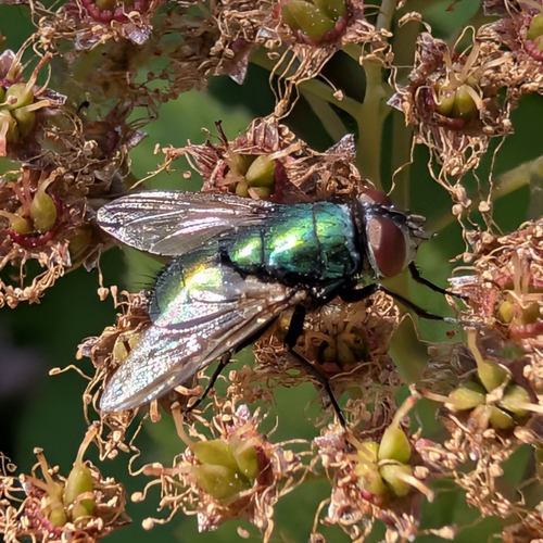 Common European Greenbottle Fly