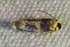 Ectoedemia