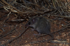 Sminthopsis youngsoni