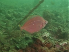 Parequula melbournensis