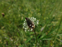 Plantago lanceolata