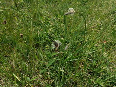 Plantago lanceolata