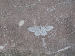 Xenoplia trivialis