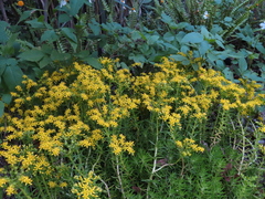 Sedum mexicanum