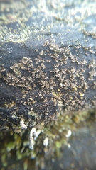 Lecanoromycetes