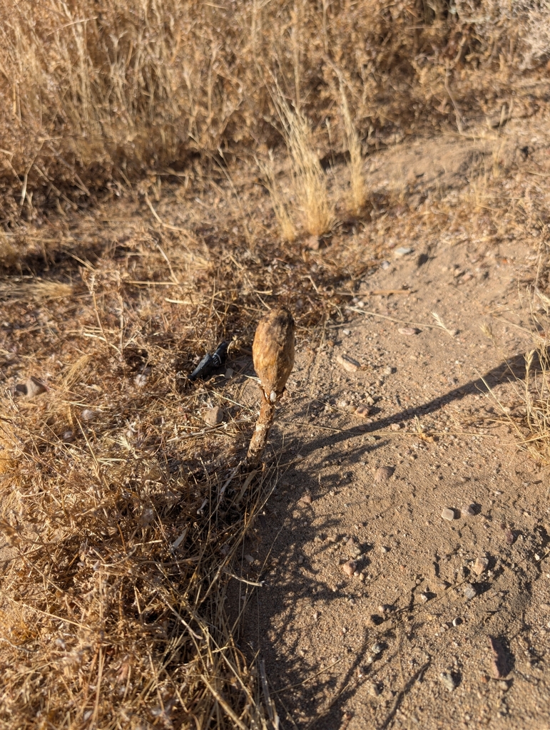 Desert Shaggymane · August 2026 · photo: Photo: (c) Richard Bachen, some rights reserved (CC BY) · iNaturalist