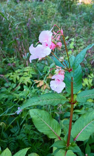 Himalayan balsam