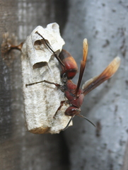 Polistes tenebricosus