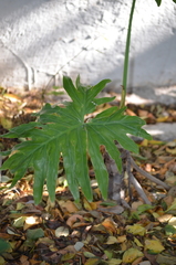 Thaumatophyllum xanadu