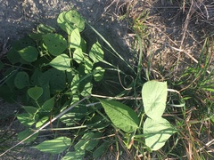 Phaseolus vulgaris