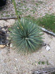 Hesperoyucca