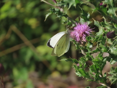 Large White Large White