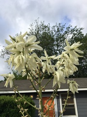 Hesperoyucca