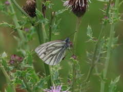 Green-veined White Green-veined White