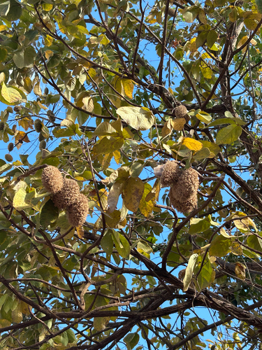 Zeyheria tuberculosa