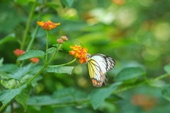 Delias hyparete luzonensis