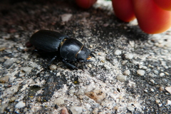 Dorcus parallelipipedus