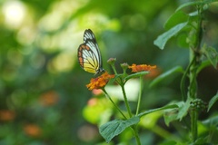 Delias hyparete luzonensis