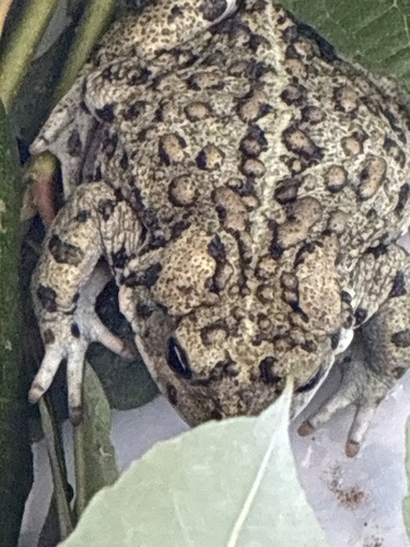 Boreal Toad