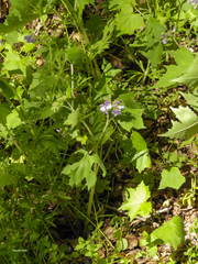 Hydrophyllum appendiculatum