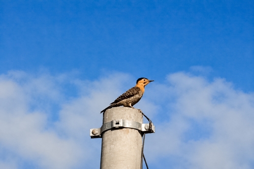 Campo Flicker