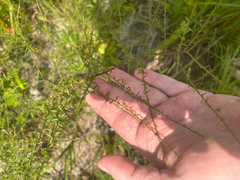 Symphyotrichum dumosum, photograph (c) Scott Cave, some rights reserved (CC BY)