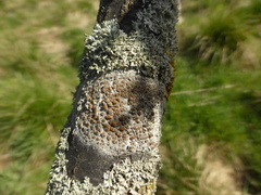 Lecanora campestris