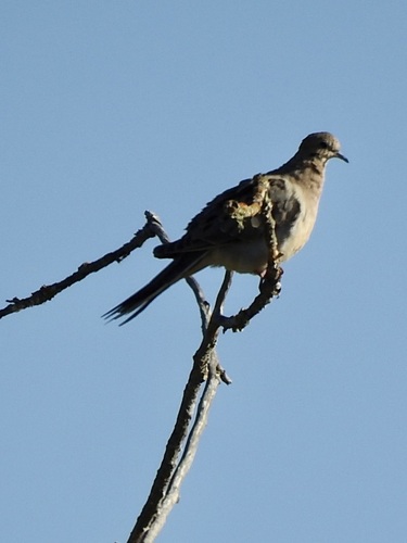 Mourning Dove seen in Sonoma Valley