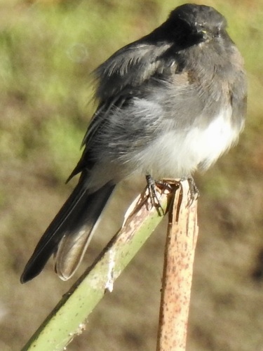 Black Phoebe seen in Sonoma Valley