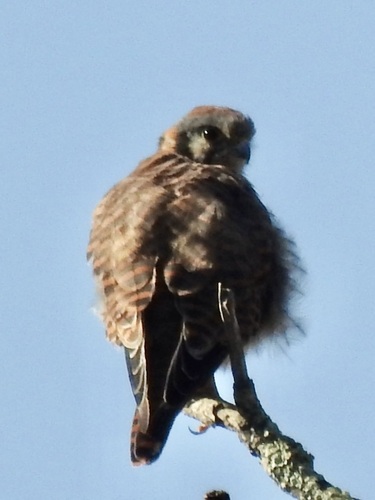 American Kestrel seen in Sonoma Valley