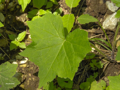 Hydrophyllum appendiculatum