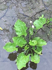 Echinodorus cordifolius