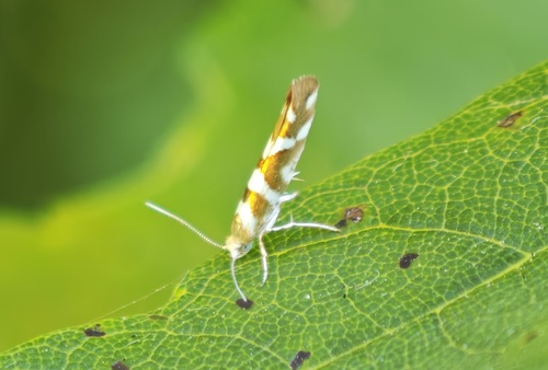Bronze Alder Moth, Lisse, Nederland, photo 6 of 10