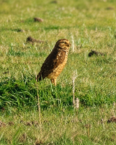 Burrowing Owl