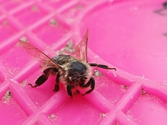 Apis mellifera